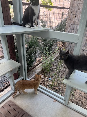 Photo of Santa Fe Cat Cafe