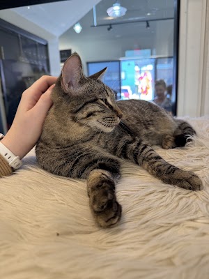 Photo of Santa Fe Cat Cafe