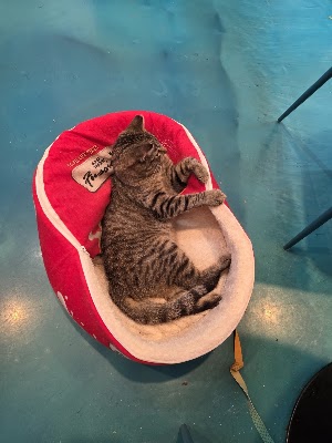 Photo of Santa Fe Cat Cafe